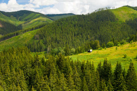 Panoramic view of green mountain hills in the summer. Green valley with high trees
