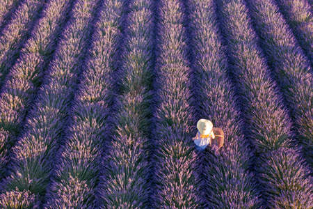 Top view of woman in hat picking lavender in basketの写真素材