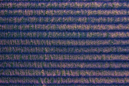 Purple blooming lavender field with even rows. Background and texture for modern design