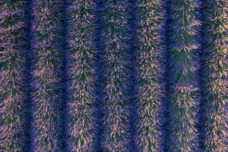 Purple blooming lavender field with even rows. Background and texture for modern designの写真素材