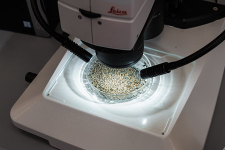 A colony of termites on a petri dish for examination under Leica microscope, November 2021, San Francisco, USA.のeditorial素材