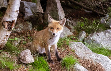 Wild little fox in natural environment in the forest.