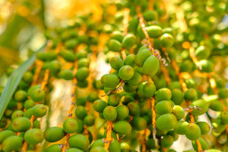 Date fruits on branches hang from a palm tree at sunlight.の写真素材