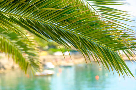 Palm leaf and moored yacht, boats and ships in the marina on the background. Summer vacation destination concept.の写真素材