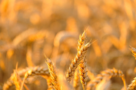 Golden spikelets of wheat grow in agricultural field on blurred background. Seasonal harvest in countryside on sunny summer day close viewの写真素材