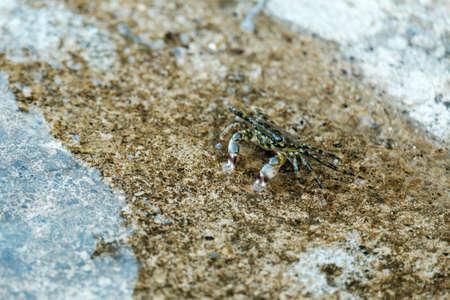Cute little black crab crawling on brown beach rock at sea coast close view. Small piece of rocky...