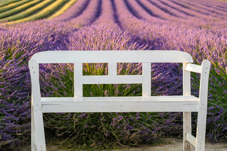 The white bench nestled in a vibrant lavender fieldの写真素材