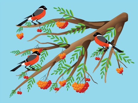 Bullfinches on a mountain ash.のイラスト素材