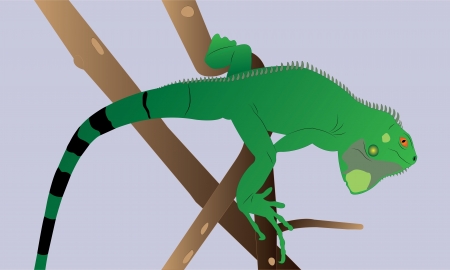 Curious green iguana on a branch.のイラスト素材