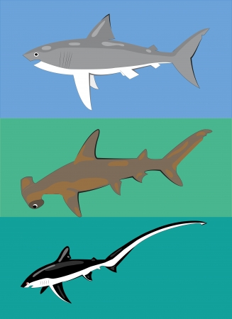 Different types of sharks.のイラスト素材