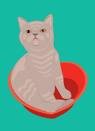 Kitten breed lilac Britishのイラスト素材