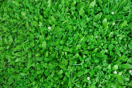 Beautiful green grass texture from golf courseの写真素材