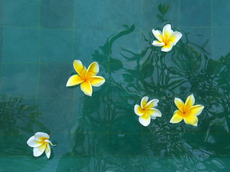 Beautiful tropical blossoming flowers. Background or wallpaper texture.の写真素材