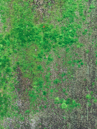 Background of a green moss texture on an aged concrete wall. Beautiful in nature.の写真素材