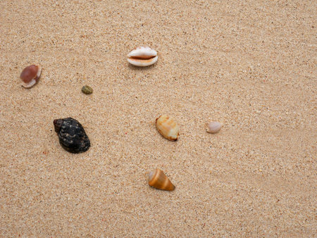 Seashells on sand. Sea summer vacation background with space for the text