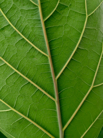 Natural green leaves plants using as spring background cover page greenery environment ecology...