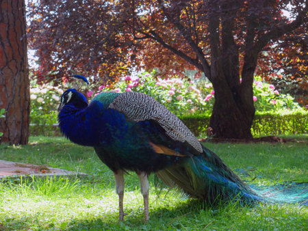 Madrid, Spain; July 1 2022: Peacock in the city gardensの写真素材