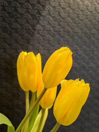 Close up of a bunch of bright yellowish colorful tulip flowers on a dark background.の写真素材
