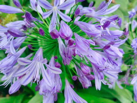 Purple violet flowers fully bloomed in an outdoor garden.の写真素材