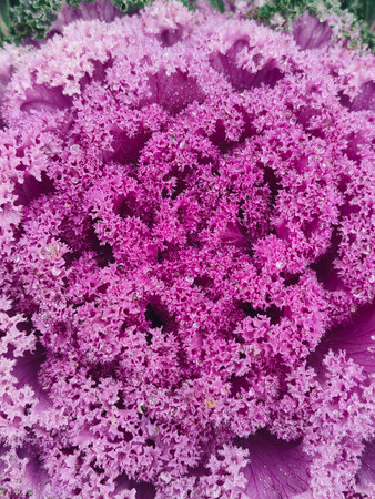 Mixed color broccoli and cauliflower heads as plants for garden decoration background.の写真素材