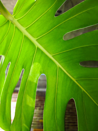 Monstera leaf isolated on blur background. Tropical leaf from the back, top view. Copy spaceの写真素材
