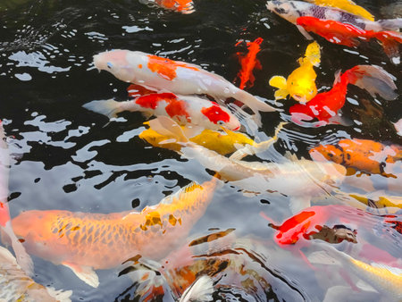 Colorful Top view of many fishes or crap Floating in the pond, beautiful crap fish Ornamental fish concept. Detail of colorful Japanese carp fish swimming in the pond.の写真素材