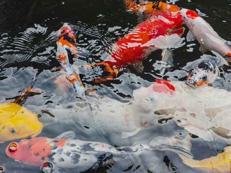 Colorful Top view of many fishes or crap Floating in the pond, beautiful crap fish Ornamental fish concept. Detail of colorful Japanese carp fish swimming in the pond.の写真素材