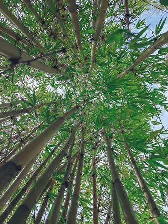 Looking up at bamboo forest at Bamboo Groove. Background of bamboo green leavesの写真素材