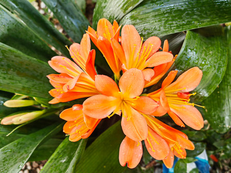 Autumn flowers, summer blossoming orange flower background, fall floral festive cardの写真素材