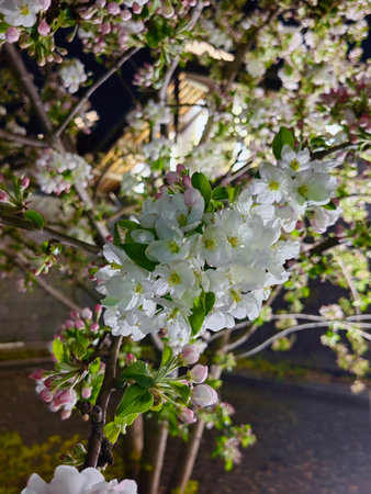 Selective focus of beautiful branches of pink Cherry blossoms on the tree under blue sky, Beautiful cherry flowers during spring season in the park, Flora pattern texture, Nature floral background.の写真素材