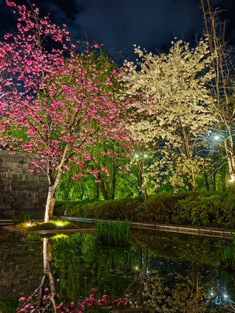 Selective focus of beautiful branches of pink Cherry blossoms on the tree under blue sky, Beautiful cherry flowers during spring season in the park, Flora pattern texture, Nature floral background.の写真素材