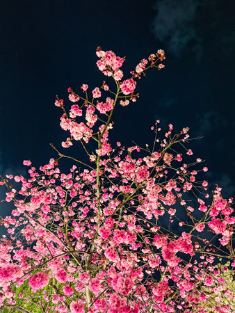 Selective focus of beautiful branches of pink Cherry blossoms on the tree under blue sky, Beautiful...
