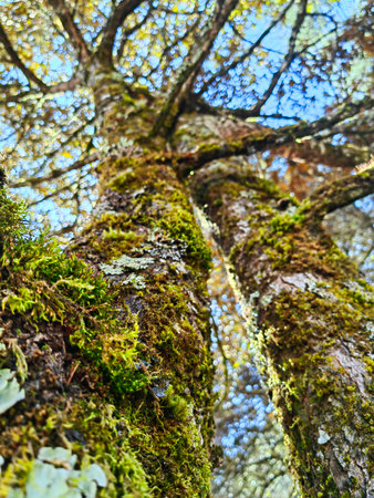 Scenic view of old tree roots covered with moss growing in green forest on sunny dayの写真素材