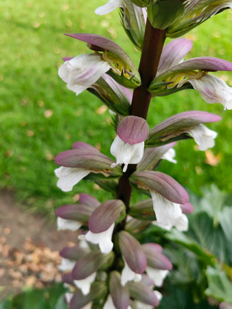 Purple flowers in a field.の写真素材