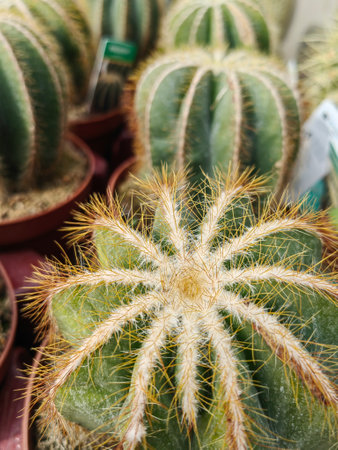 Detailed view of big round cactus with spikes growing in the botanical garden. Close up of big green cactus with thorns.の写真素材