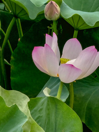 Pink colored beautiful lotus flower surrounded by wide green leaves in the pondの写真素材