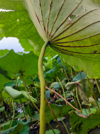 Impression landscape of nature with lotus pond, flower blossom in vibrant pink, green leaf.の写真素材