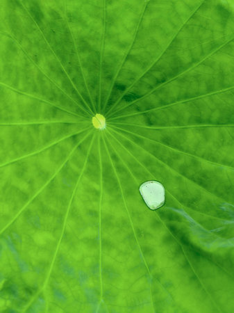Green lotus leaf close-up and a droplet in a center. Lotus leaf pattern. Lotus harmony. Green lotus...