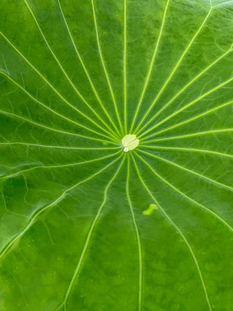 Green lotus leaf close-up and a droplet in a center. Lotus leaf pattern. Lotus harmony. Green lotus leaf background. Lotus leaf wallpaper. Lotus leaf macro photography.の写真素材