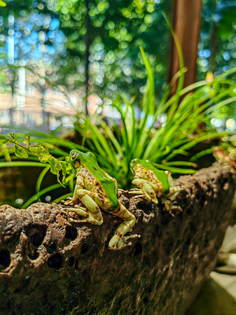 Romantic idyllic plant stone pot in the garden with water plants