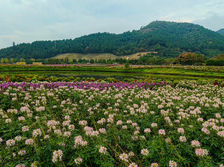 Vibrant Pink Paintbrush Flowers Bloom in Alpine Meadowの写真素材