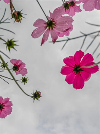 Vibrant Pink Paintbrush Flowers Bloom in Alpine Meadowの写真素材