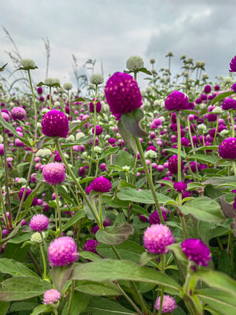 Vibrant Pink Paintbrush Flowers Bloom in Alpine Meadowの写真素材