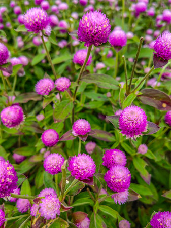 Vibrant Pink Paintbrush Flowers Bloom in Alpine Meadow
