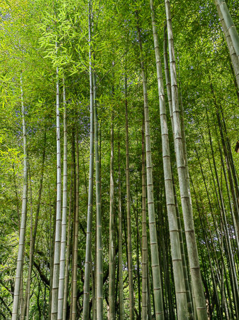 Bamboo forest maui. Bamboo forest in Maui, Hawaii. The flourishing bamboo forest with glorious...