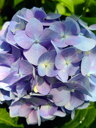 Hydrangea blue flower head close-up. Blue flowers. French hydrangea blooming plant