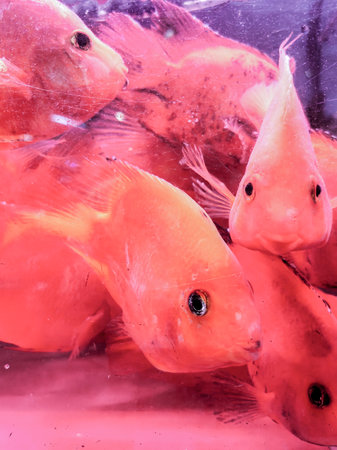 Set of tropical fish pond colorful and beautiful for digital use or screen paper.の写真素材