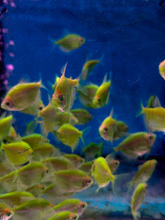 Set of tropical fish pond colorful and beautiful for digital use or screen paper.