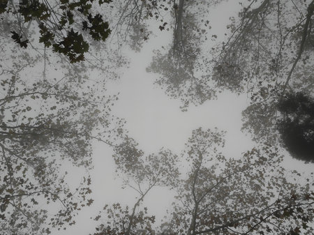 Firs trees and ferns are the predominant flora in the area. The fog adds a feel to the landscape.