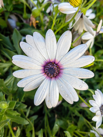 Closeup of beautiful white daisy flowers in a country meadow with soft lighting and the warm summer at sunsetの写真素材
